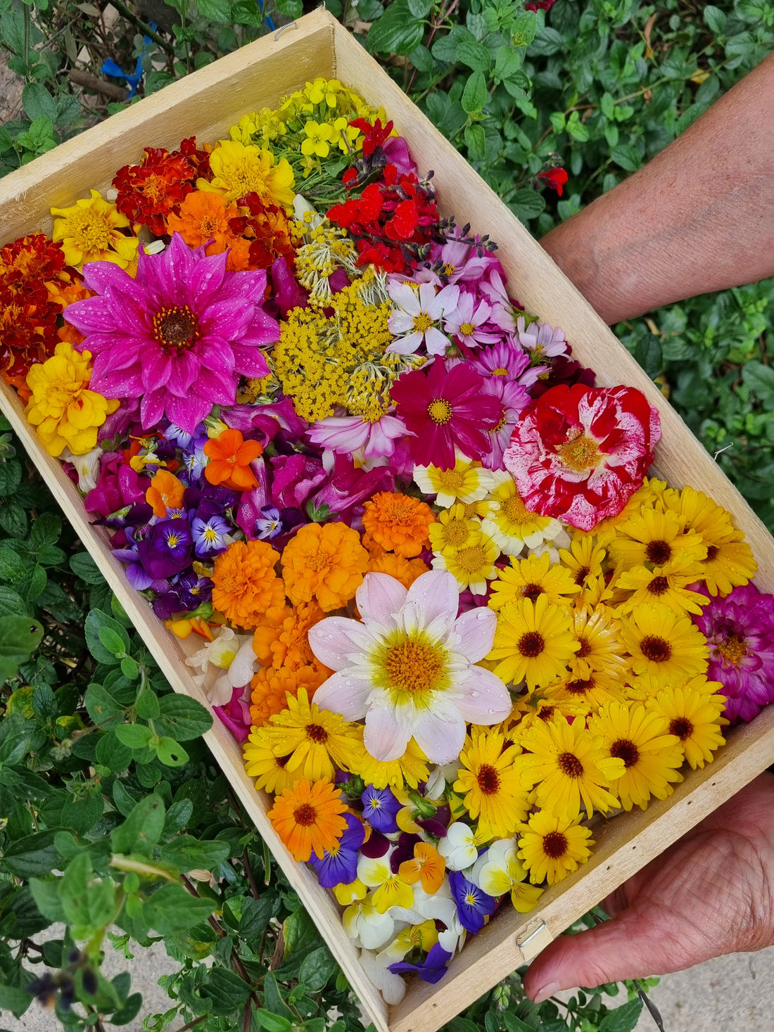 Le Jardin de Betty : Producteur de Fleurs, Légumes et Fruits Biologiques Français (56) | Notre fournisseur de fleurs biologiques | The Rabbit's Pawty