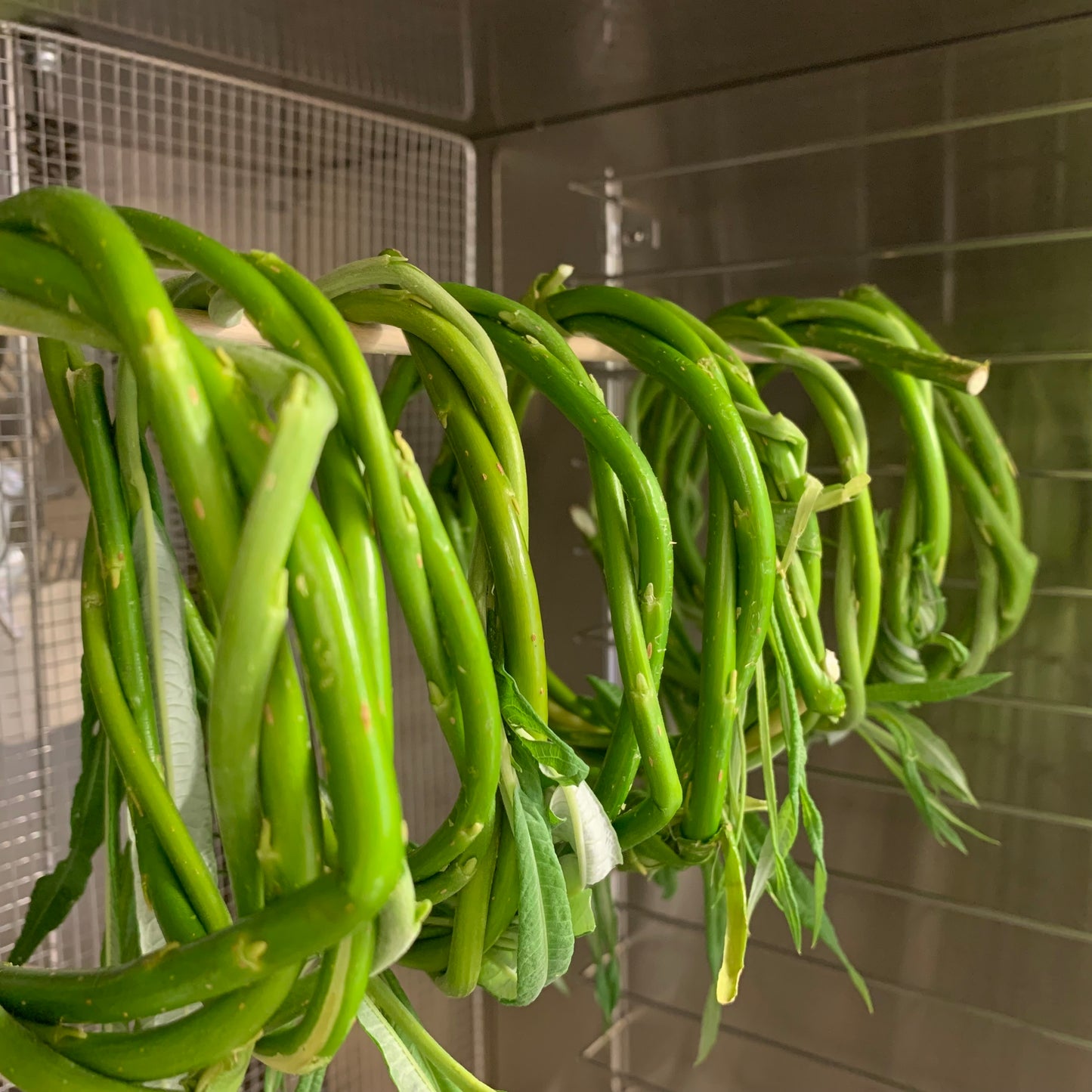 Bâtons d'Osier du Jardinier (Sachet de 15)