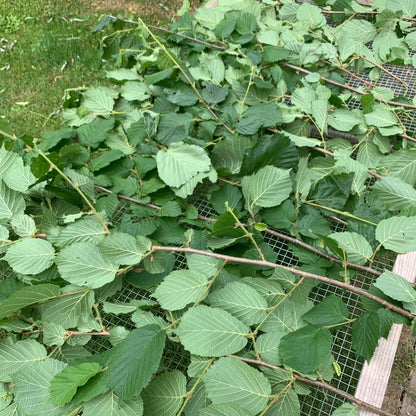 Bâtons de Noisetier Frais du Jardinier (Paquet de 50gr)