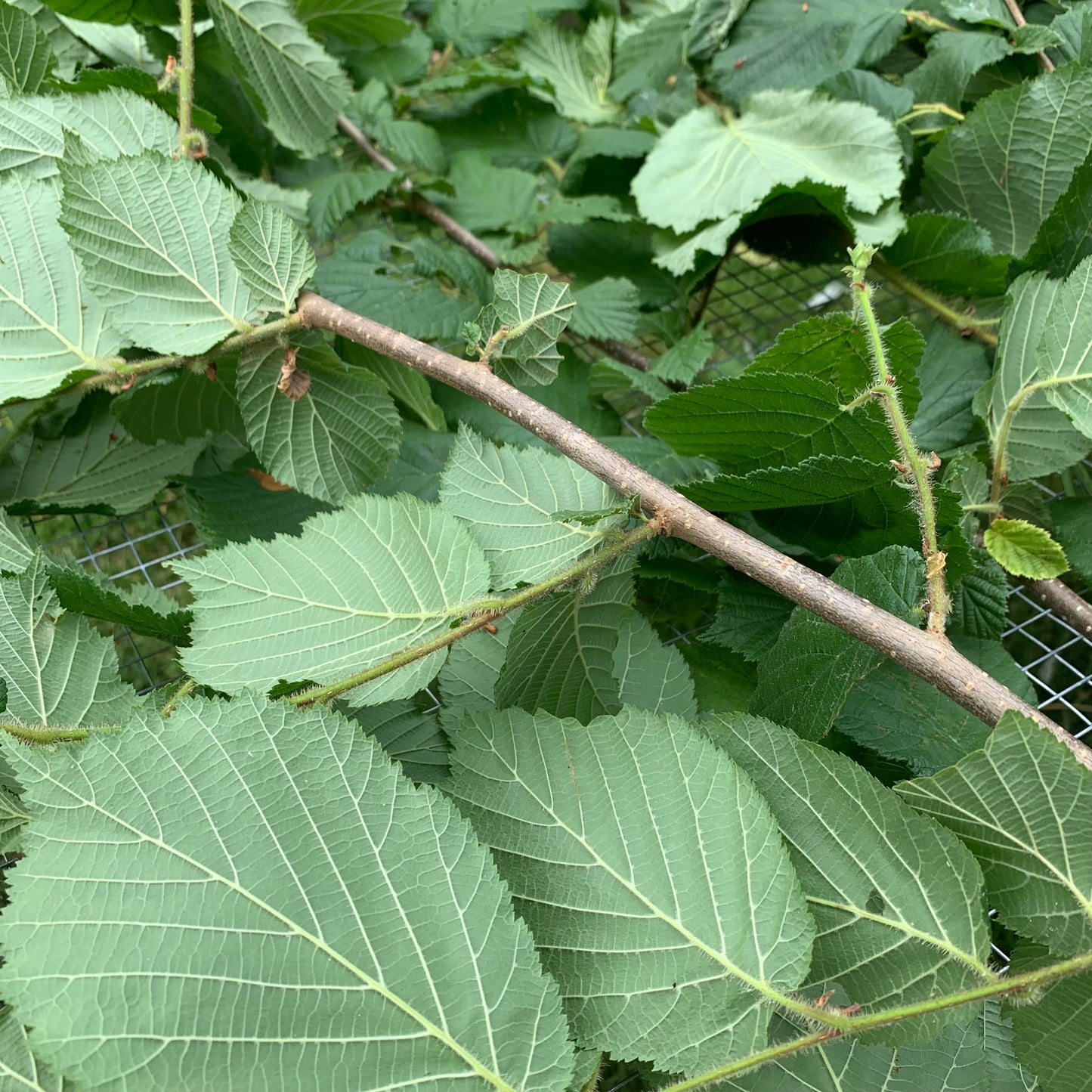 Bâtons de Noisetier Frais du Jardinier (Paquet de 50gr)