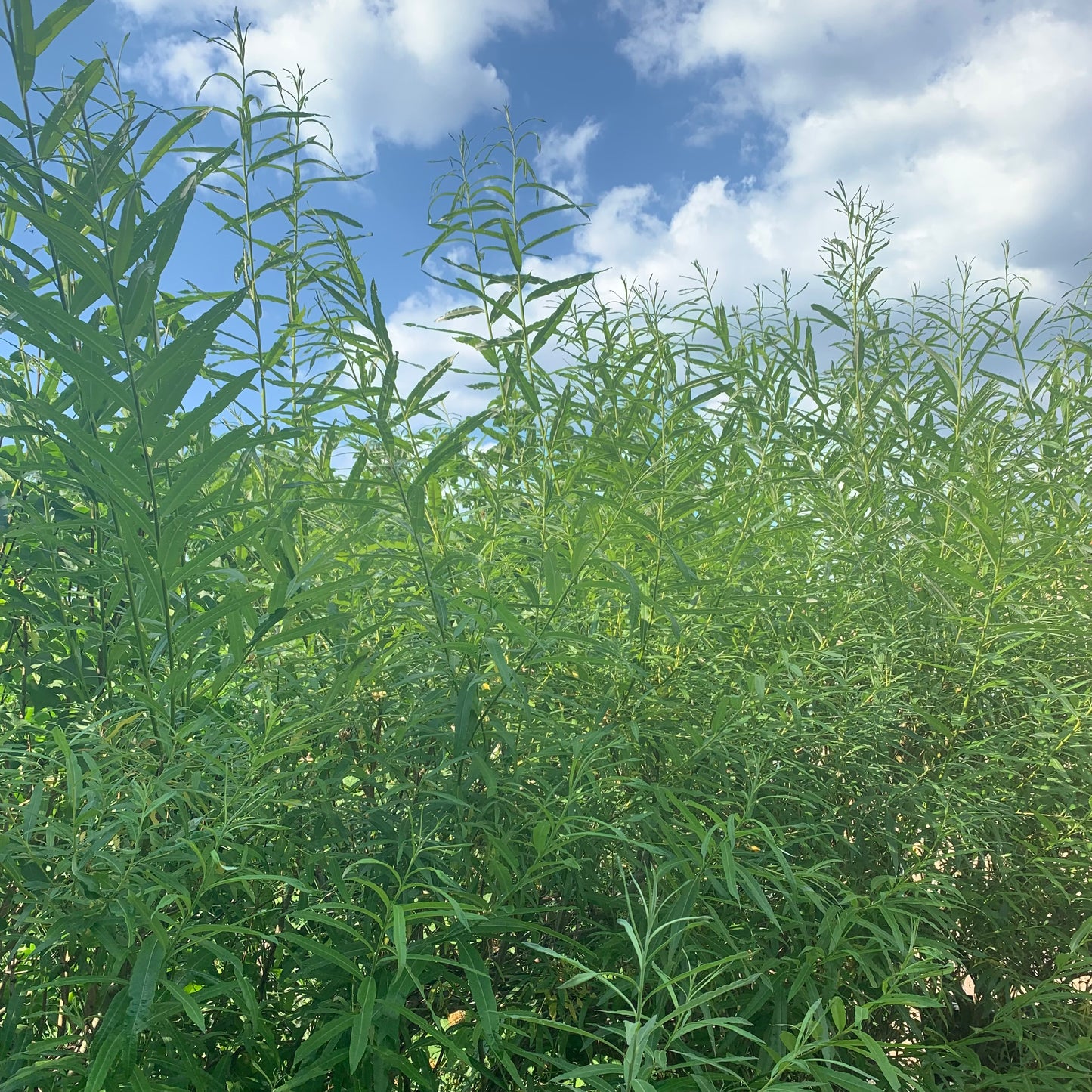 Bâtons d'Osier du Jardinier (Sachet de 15)
