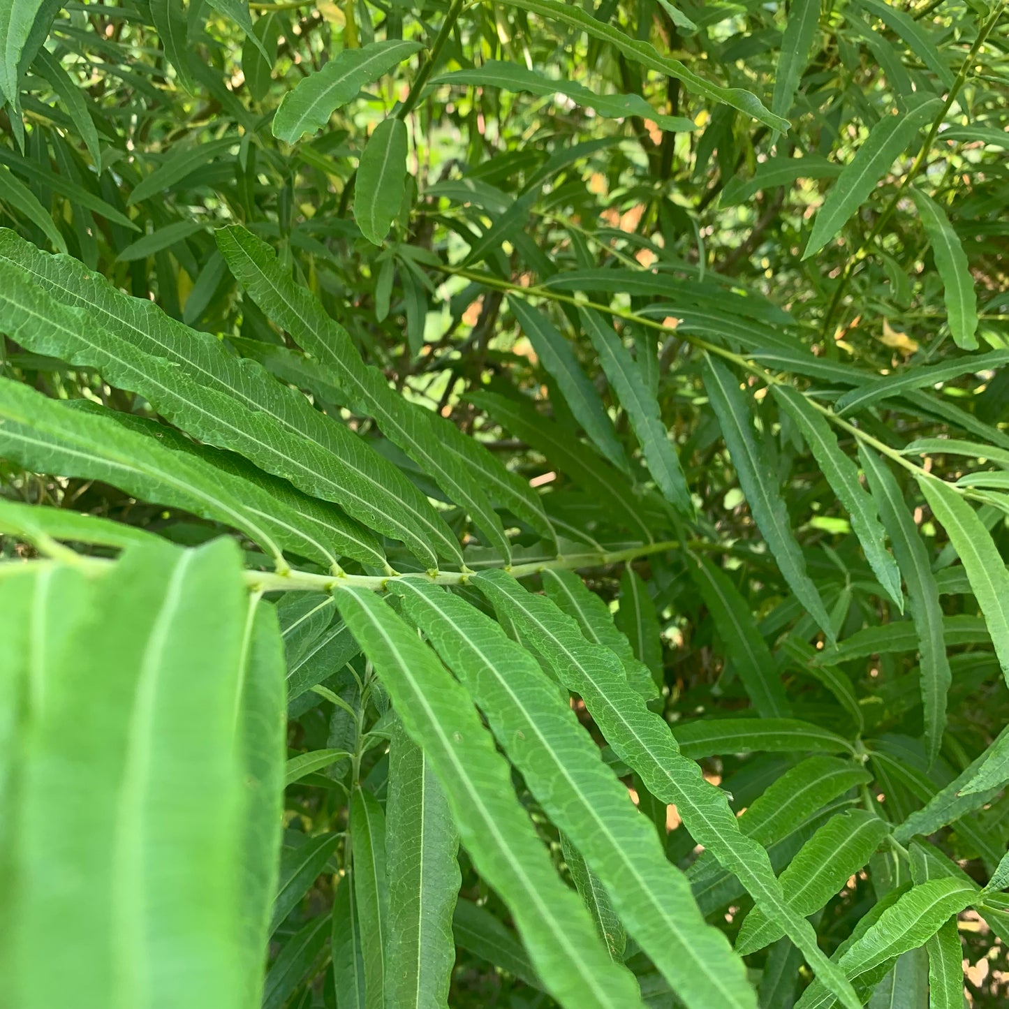 Bâtons d'Osier du Jardinier (Sachet de 15)