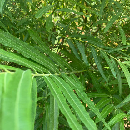 Bâtons d'Osier du Jardinier (Sachet de 15)