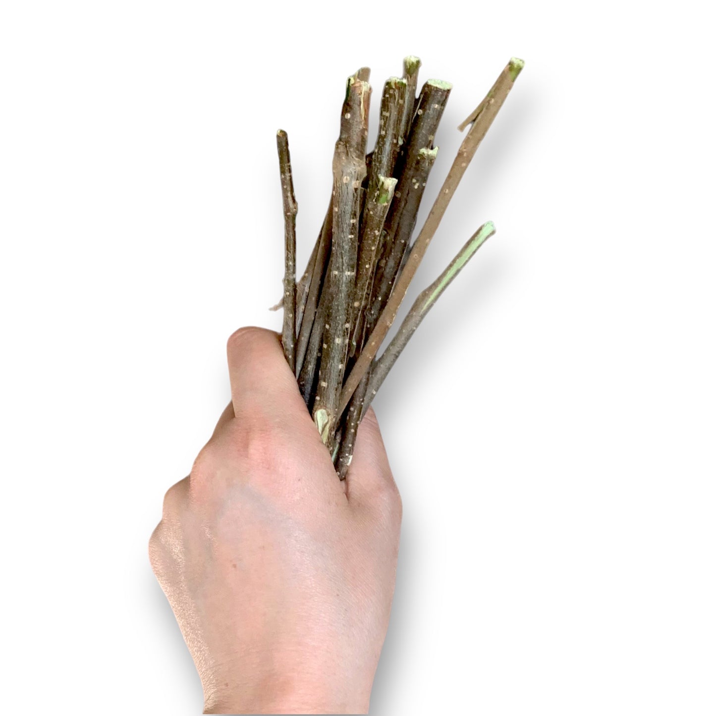 Bâtons de Noisetier Frais du Jardinier (Paquet de 50gr)