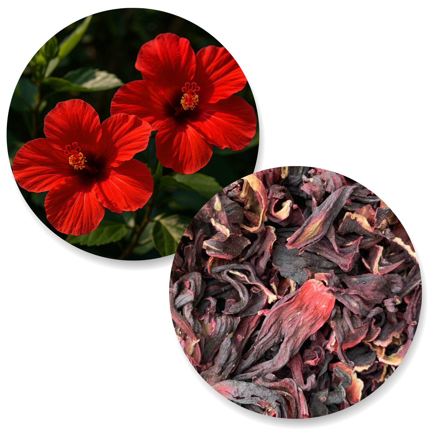 Hibiscus BIO (Infusion possible)